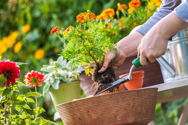 365 Days of Green: Your Guide to Growing a Thriving Year-Round Garden